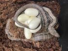 Breeding  pair! European four line snakes!; a rare opportunity to aquire a  proven breeding pair of this hard  to find species in the  uk , and theyll repay your investment in the first year! <br />&pound;600 pair