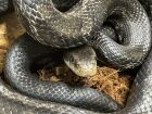 2024 baby black ratsnake &pound;50 will end up like its mother here colour wise