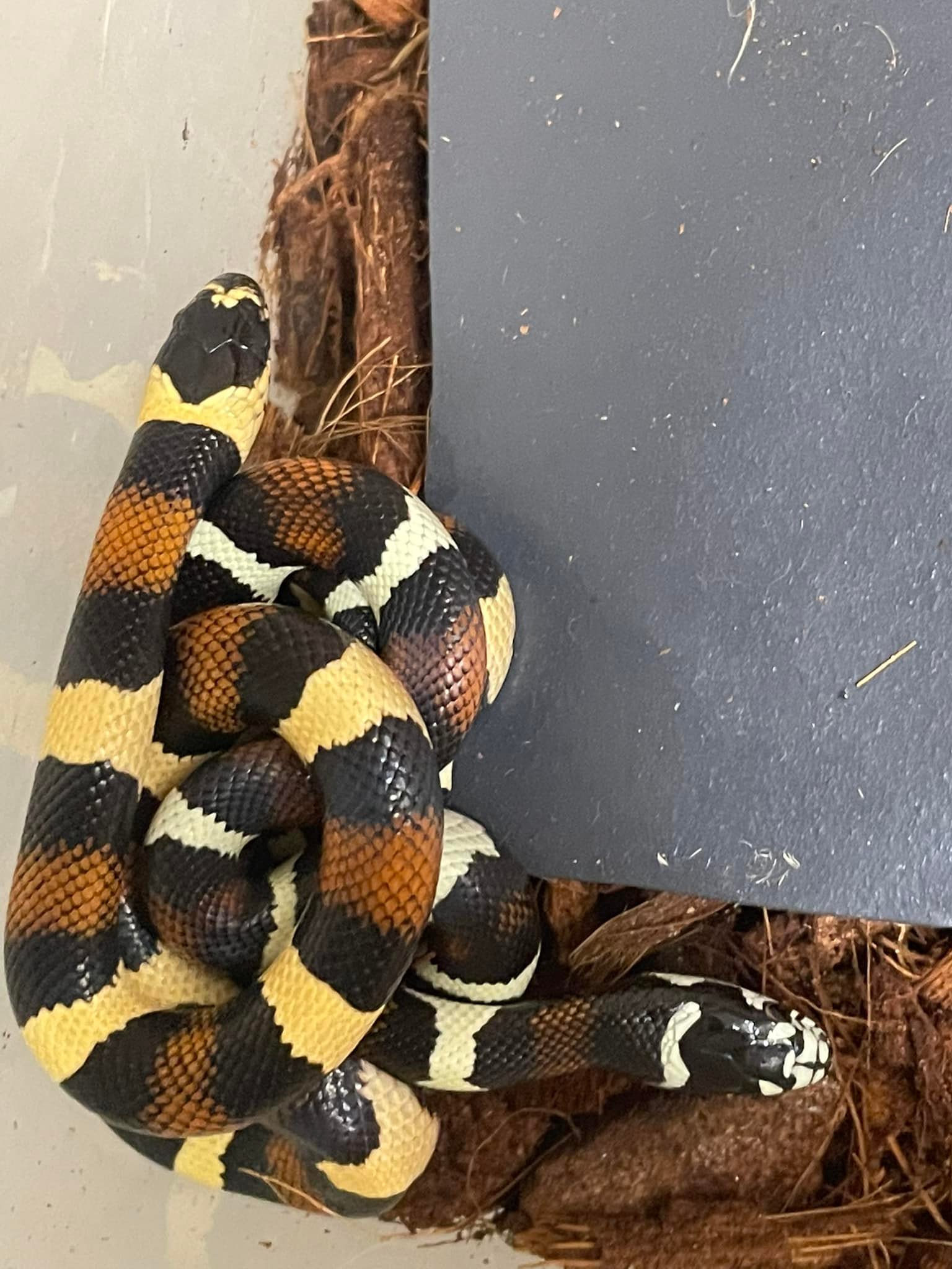 Grey Banded Kingsnake for Sale